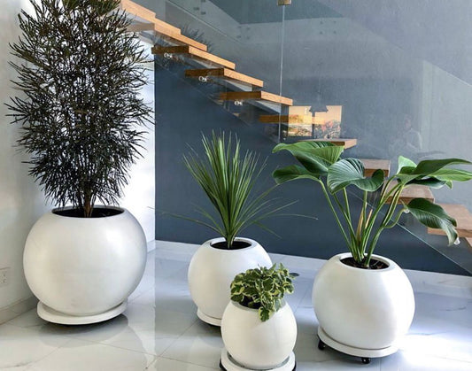 Set Sphera